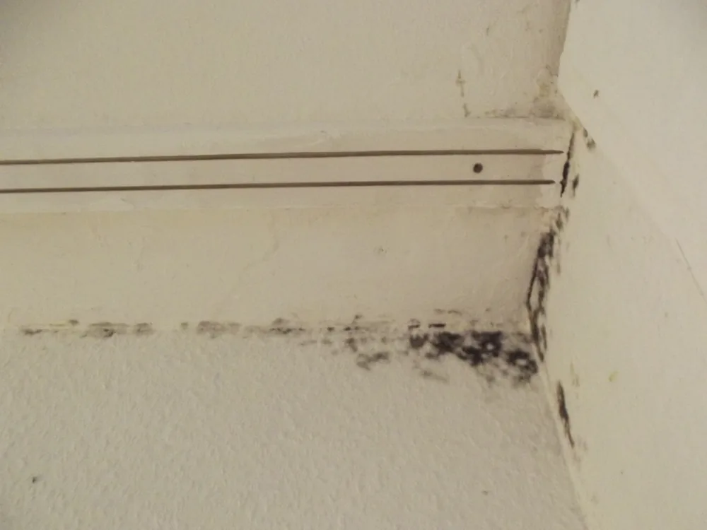 Technician in protective gear removing a mold-damaged wall in a South Hamilton home